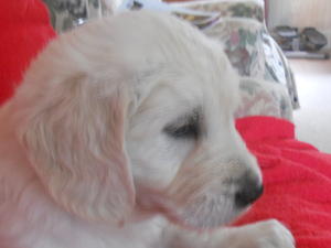 6 weeks old