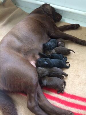 Hazel's puppies