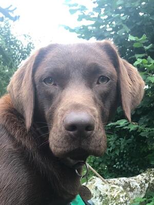 Hazel