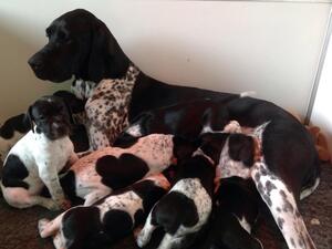 Mother & Babies
