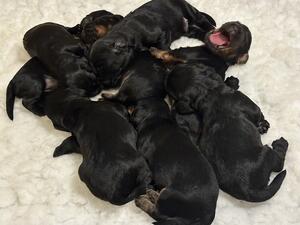 Willow's litter