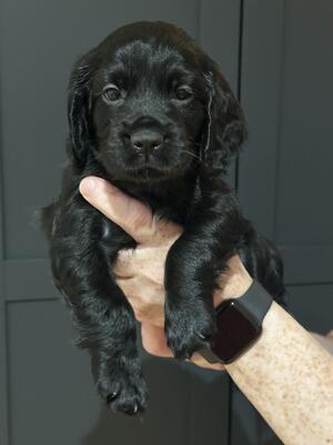Mr Grey - Black male pup for sale
