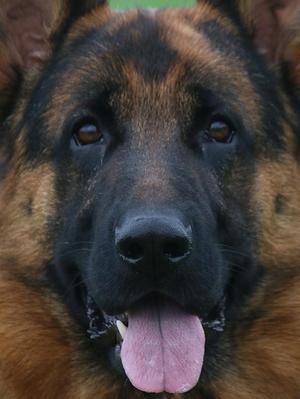 german shepherd puppies champdogs