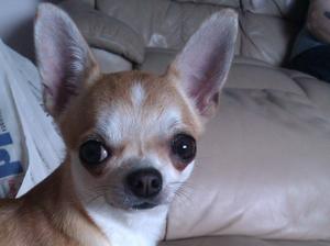 Bea - Smooth Coat Chihuahua