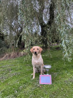Novice Field Trial Winner