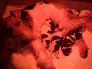 Peppa and Babies