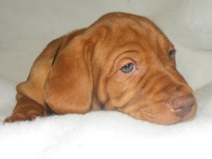 6 weeks old