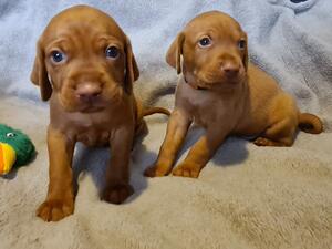 Only 2 boys available