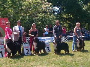 Giovanni Hungarian bernese club specialityshow
