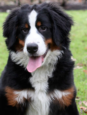 Tillie