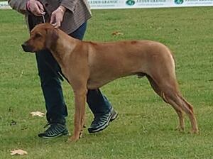 Bruno at 9 months