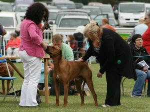 Dave being looked at by the judge