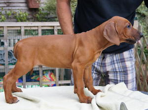 Nuthouse Patience standing 8 weeks