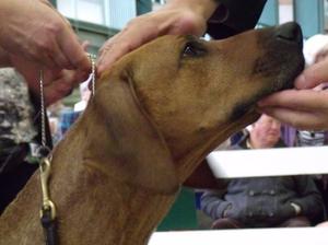 Dolly in the show ring