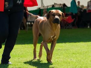 Bruno on the move at the show