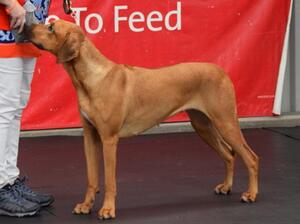 Mum Katie in the show ring