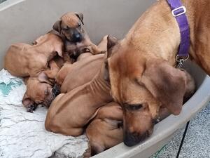 Maud & Puppies
