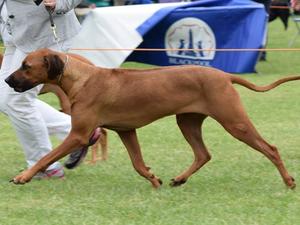 Gertrude at 5 powering round the ring