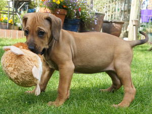 Correct bitch available at 6 weeks
