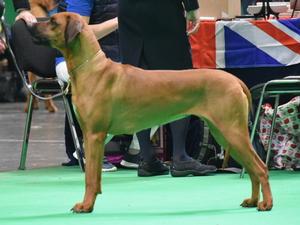 Queeinie at Crufts 2020
