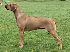 Katie age 4 shortly after her litter
