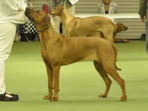 Gertie in the ring
