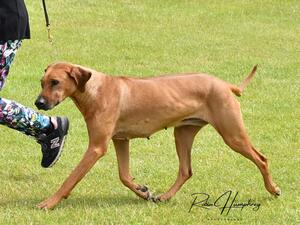 Maud at the show