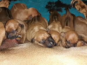 4 days old