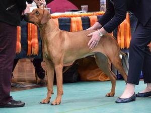 Maud at the show