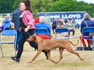 Maud at the show