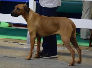 Gertrude at the show