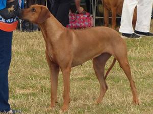 Maud in the ring