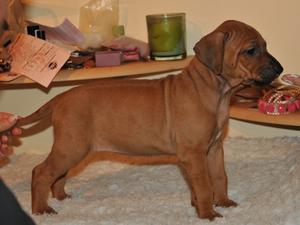 5 Week bitch, wheaten with show ridge