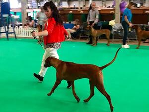 Queenie at the show