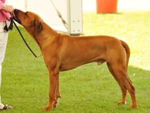 Dave in the show ring