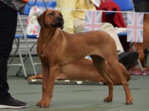Queenie in the ring