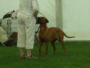 Gertie at the show