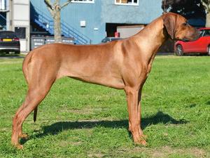 Queenie 7 months after winning Puppy Stakes Class