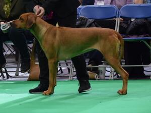 Katie at Crufts 2020
