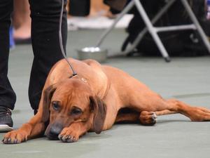 Queenie resting in the ring