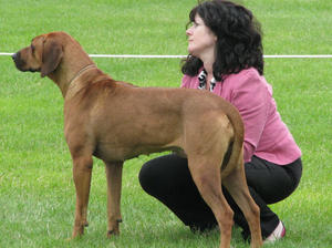 Dolly in the showring