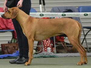 Reeva at SRRA Champ Show a day off 2nd birthday