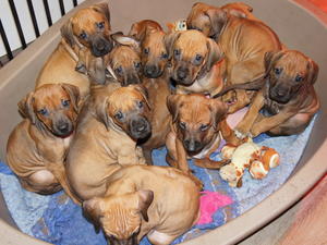 Puppies at 6 weeks old