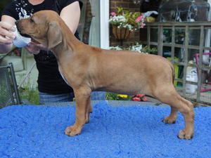 Correct Bitch Puppy Available at 7.5 weeks