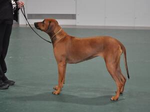 Prudence in the ring