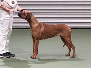 Queenie at the show