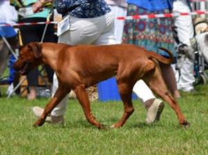 Aida on the move in the show ring