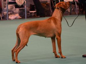 Tini at Crufts
