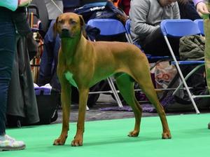 Arthur in the show ring