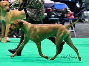 Bruno at 2023 Crufts aged 13 months